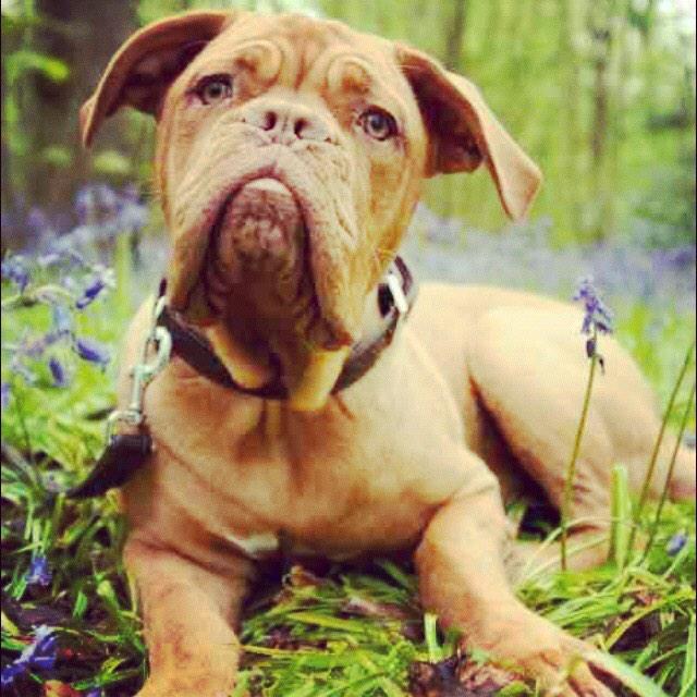 TuloulaB's tweet photo. I'm a model don't you know! @PoppyPetLondon + Animal Direction 👌 http://t.co/9WY4FpMZZR