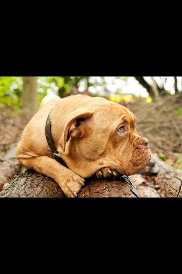 TuloulaB's tweet photo. I'm a model don't you know! @PoppyPetLondon + Animal Direction 👌 http://t.co/9WY4FpMZZR