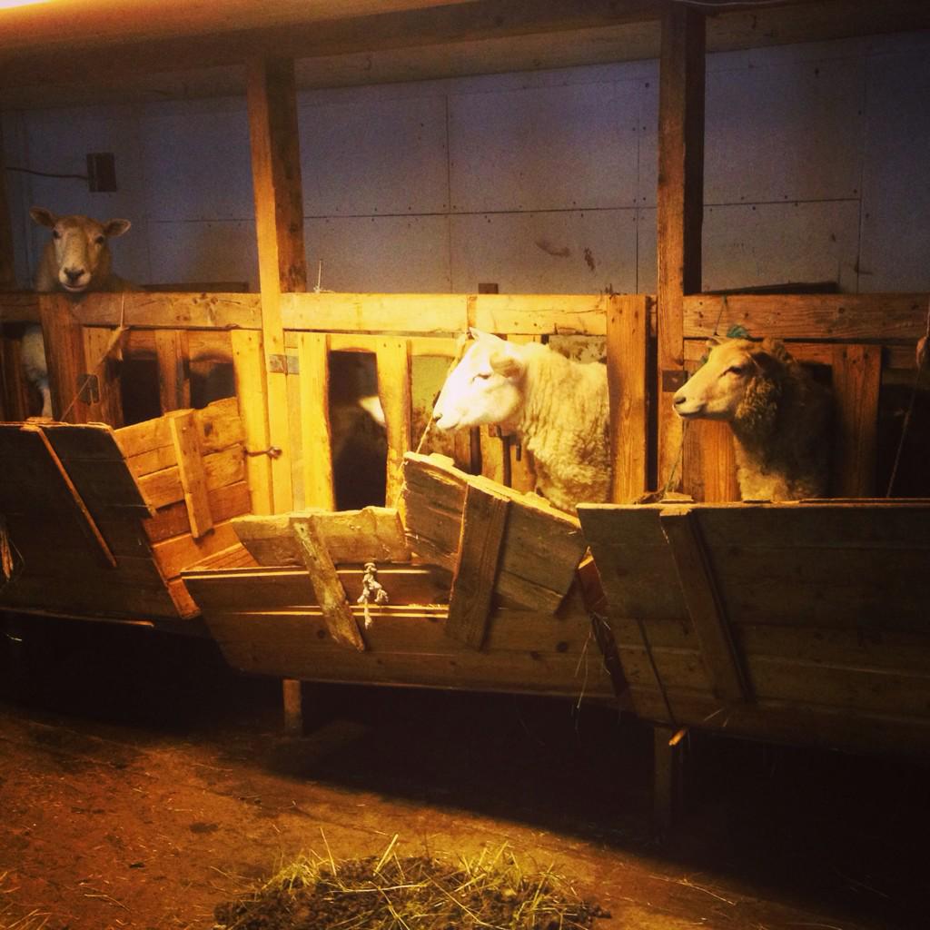 maidahals's tweet photo. Filming in this sharming old-fashion barn, run by almost 90 years old Emma. At Seiland, Finnmark. http://t.co/uj0B1JqbnD