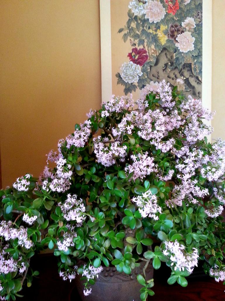 花音 Canon87mic Twitter