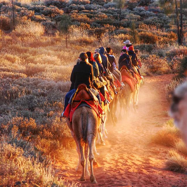 AusOutback_FR's tweet photo. Kerry, Coober, Cusco, Oprah et la troupe... vous attendent pour une balade près d'Uluru avec @UluruCamelTours. http://t.co/thgfV83mKS