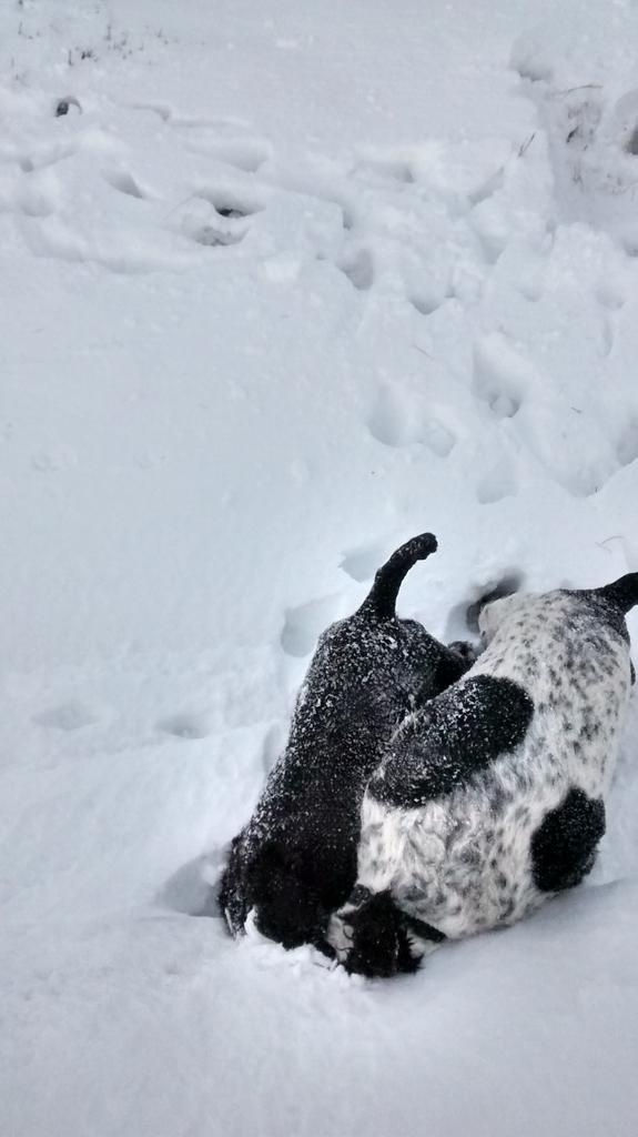 NigelHa24449723's tweet photo. @JWintersgill  Hi Mr Wintersgill do now team for a week sunday Dog's still trying to find me http://t.co/aoIjAcdmki