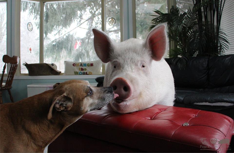 ohsheglows's tweet image. best buds RT @EstherThePig: @ohsheglows Change starts with education and an open mind. #KindnessIsContagious