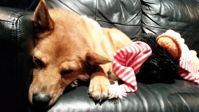 Today I celebrate Molly the dog. 6 months together with this silly pups. http://t.co/M6YiM8IG33<a href="/tag/mvsales"class="tags"><span>#mvsales</span></a>