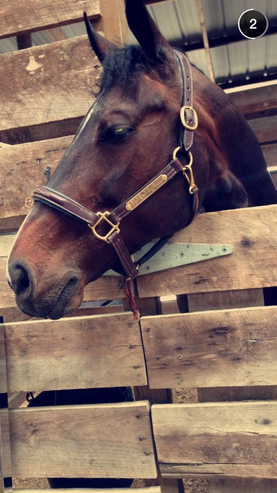 meggrim349's tweet photo. miss this face ugh #devon2014 http://t.co/MVHnlDMVeJ