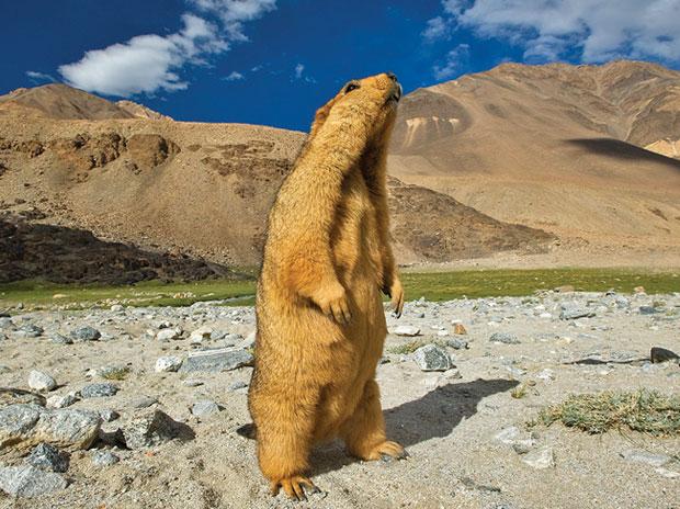 WildFire_Ops's tweet image. #Wildfire Into the wild with Valmik Thapar dlvr.it/8dQ69v #WildFireOps