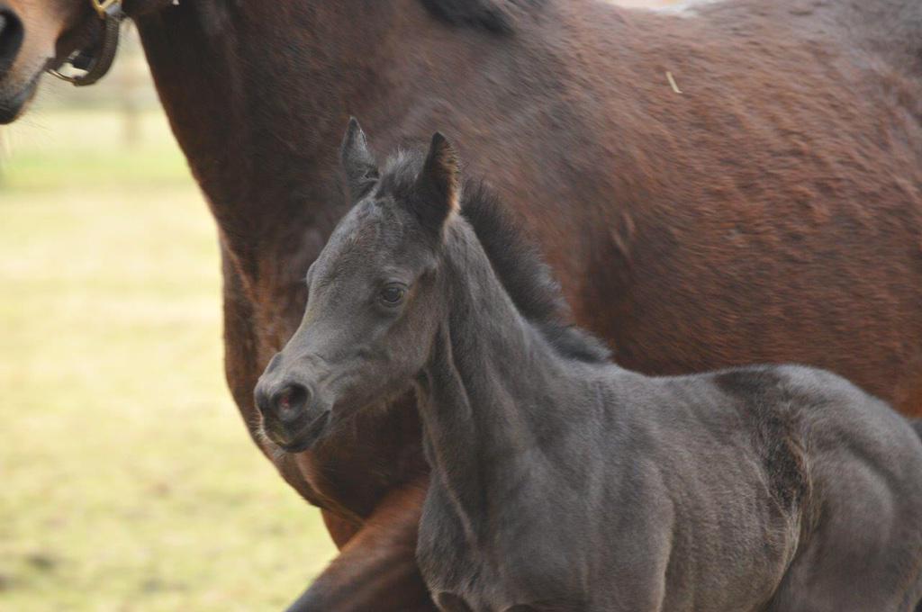 One of the 1st foals by #Monsun G1 winner #Maxios. Out of a classic placed #OasisDream mare from #MaskedMarvel family