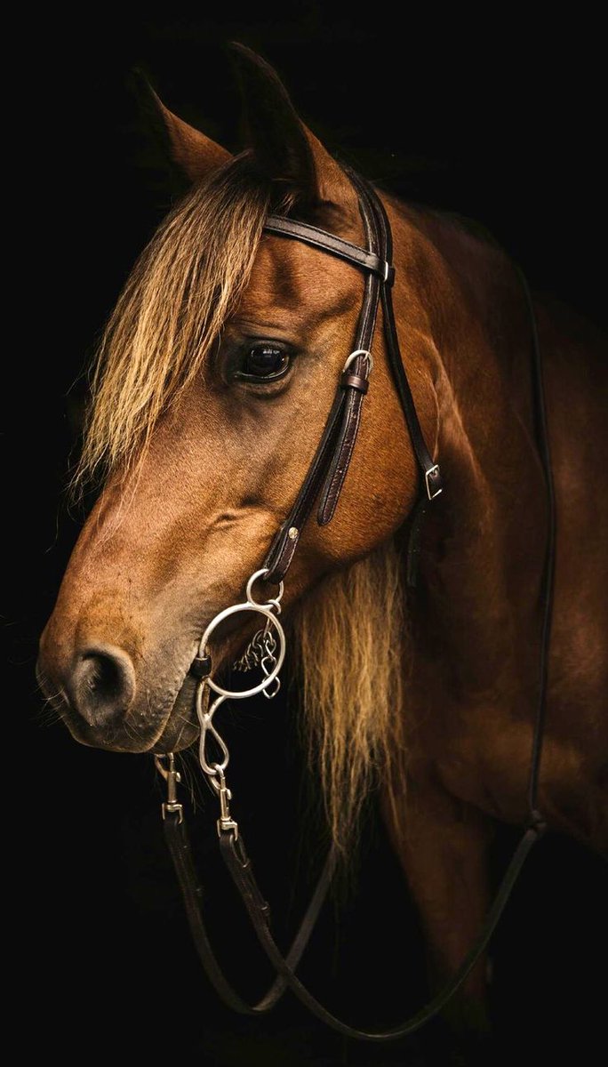 picshorses's tweet photo. #at http://t.co/YzXKGw24wZ
