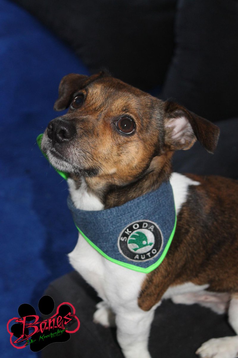 Jetzt bin ich wie Herrchen im #Skoda -Fieber!!!! ;)