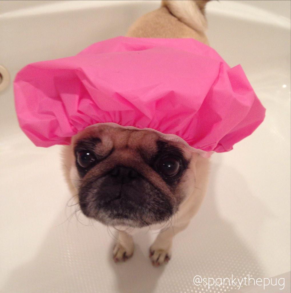 Spanky The Pug tweet media