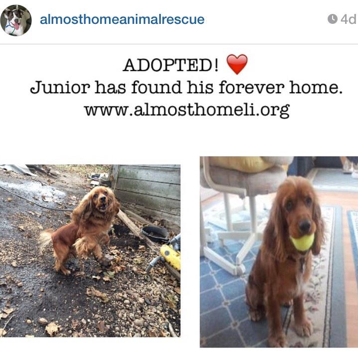 Almosthomeresq's tweet photo. #adoptdontshop #rescued #happyending #adopted #happy #follow #newyork http://t.co/lSiujrUijo @PepperTheDog http://t.co/ht1GGsPQsh