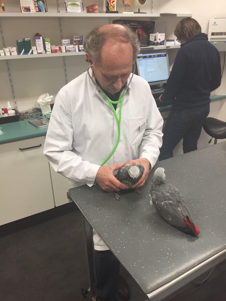 Bij dierenkliniek de baronie geweest voor het testen van papegaaien.