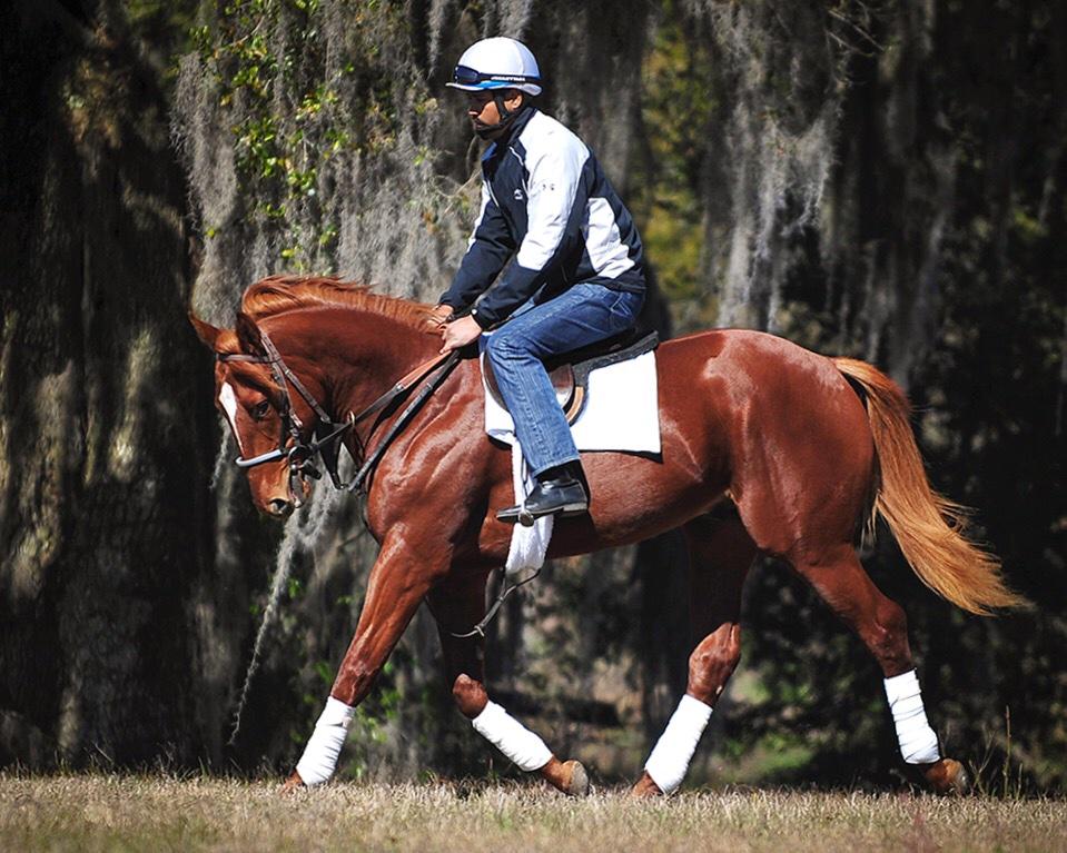 CuttingEdgeEqui's tweet photo. 2013 colt from 1st crop of Millionare and Canadian Champ sprinter FIELD COMMISSION 🏇🏆 #nicecolt #FieldCommission http://t.co/B62wFpVNFx