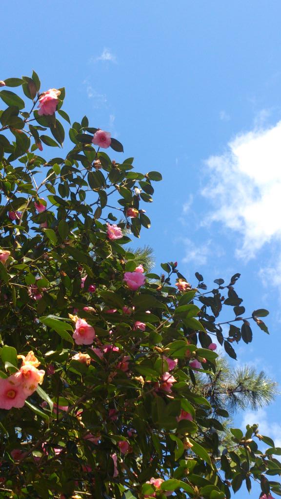 Haru Haru 今の時期に咲く似た花 寒椿 カンツバキ と春 山茶花 ハル サザンカ の見分け方 Http T Co 5yak1nhtb1 ここに書いてある開花時期とは 一般にいう椿と山茶花という大きく括ったものです 写真は寒椿 Http T Co T285ivipi0 Twitter