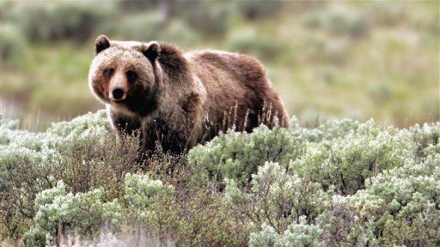 Why are Grizzlies waking up ahead of schedule in Yellowstone? fxn.ws/1Fy5Wq8