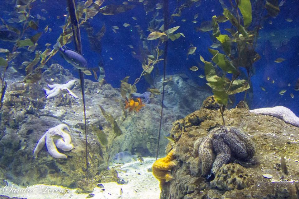 El Oceanogràfic de la Ciudad de las Artes y las Ciencias es el mayor acuario de Europa thespanishproperty.com/blog/es/