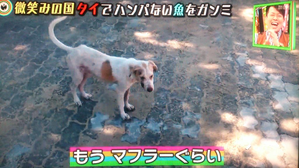 まぁち ガンミ 千鳥 大悟 出た タイ名物 細い犬 もうマフラーぐらい 大悟 現地のたくましいお父さんや あのそり返り方は タイでも千鳥のロケのおもしろさ健在 笑 ﾉ 最高っ Http T Co Bhqhxf8nfo