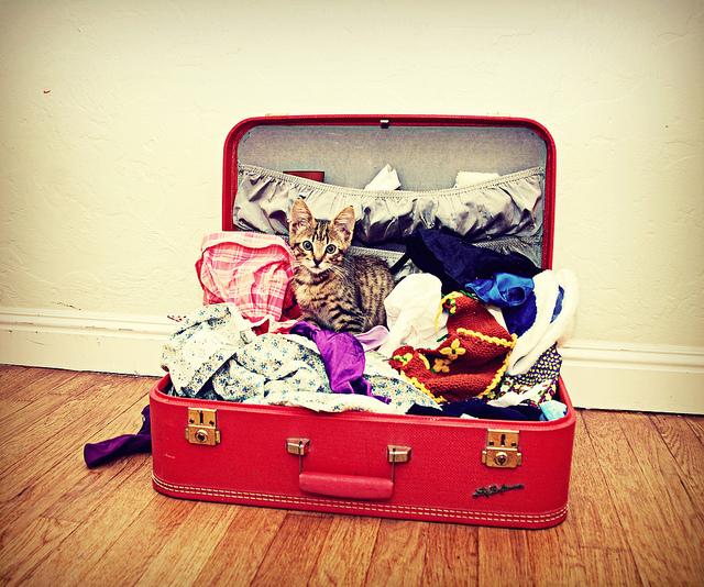 PetSafe's tweet image. Goodbye Las Vegas! We had a terrific time at #WVC2015, but it&apos;s time time to pack our bags &amp;amp; head back to Knoxville.