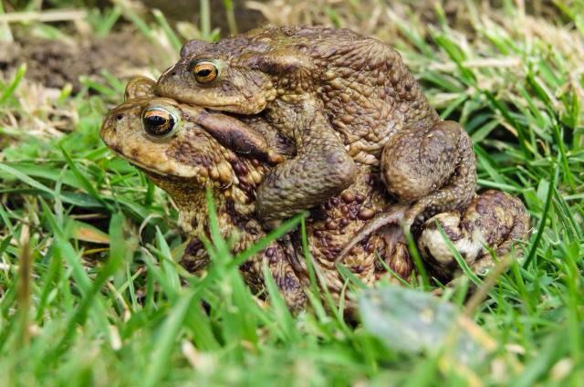 Frog love #love #FrogWeek2015