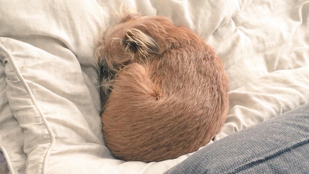 DanielleSNOUT's tweet image. Archer clearly doesn&apos;t even care that I&apos;m gone. Can&apos;t wait to see this nugget. #wvc2015