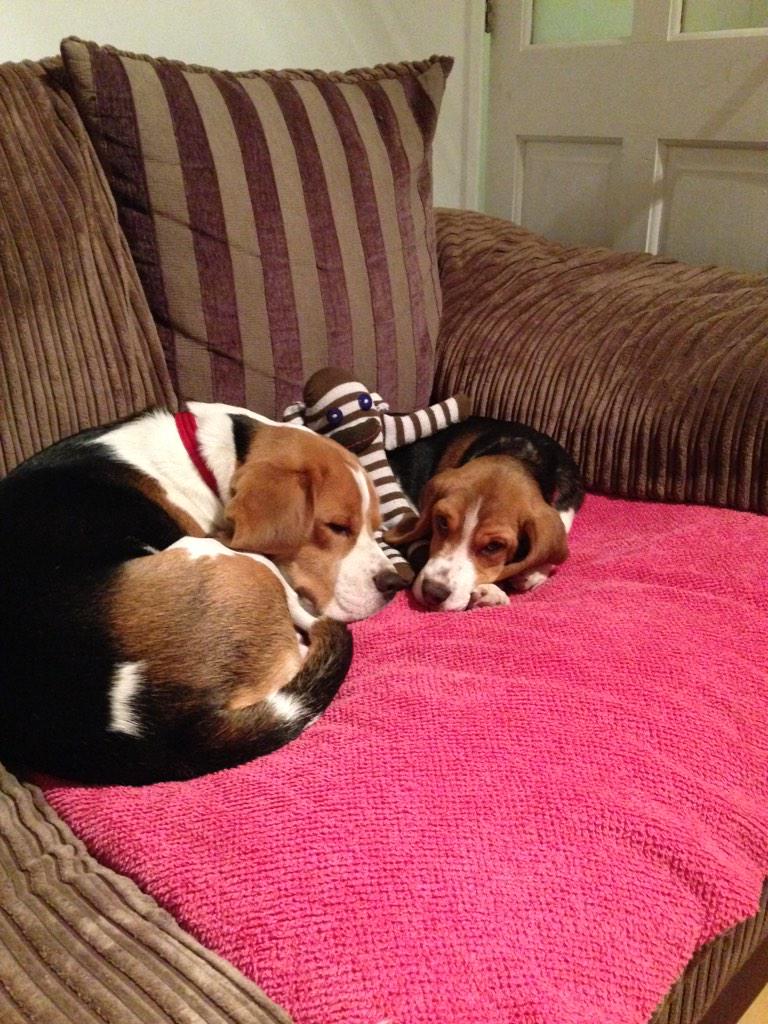 Ok so i now have a baby sister called Bella! She is ok i guess, tho apparently I'm not allowed to hump her !???!