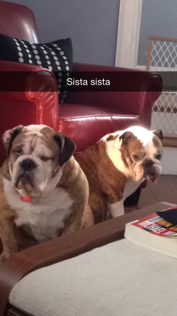 BulldogBrownie's tweet photo. http://t.co/pyKIt78CsI