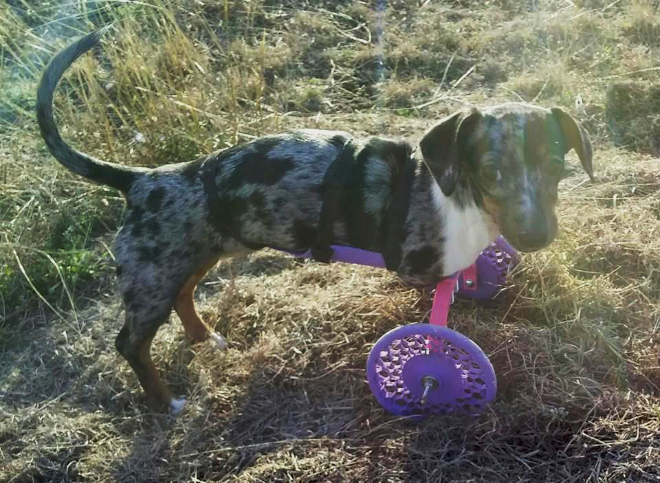 3DPHobbyist's tweet photo. Disabled Dog Walks for the First Time Thanks to #3DPrinted Wheelchair http://t.co/IKoqASeLKM @thingiverse #3DPrinting http://t.co/xfvNxY61rp
