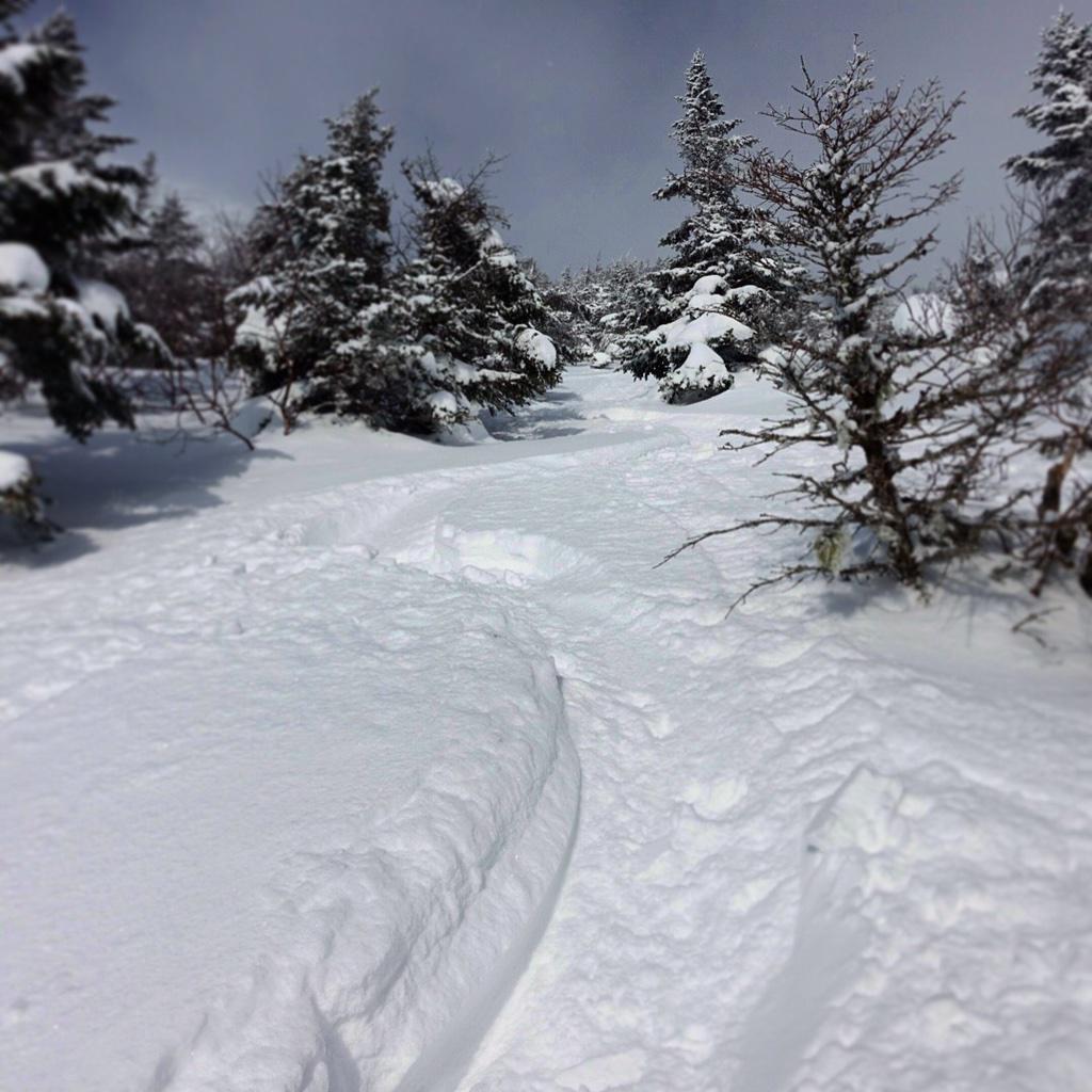 CheckYourPins's tweet photo. Silky smooth in the trees this morning thanks to a generous wind. #snowboarding #vt http://t.co/QgZyJD4jby