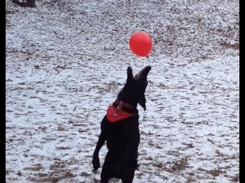 Squeebles tweet media