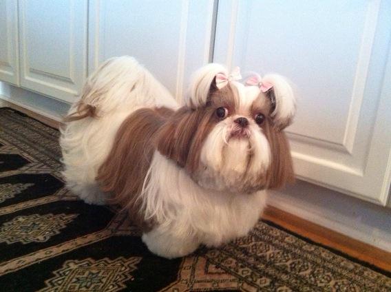 puppymae's tweet photo. u stole my top knot @arianagrande http://t.co/LOfBBz7kCM