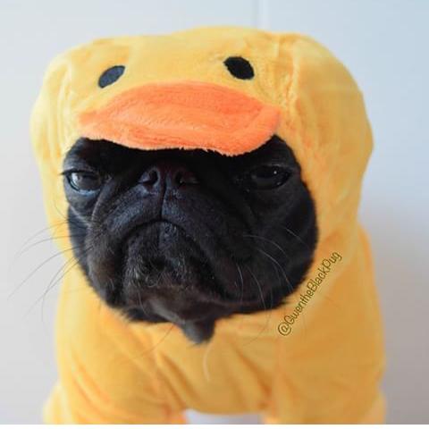 ro_armellones's tweet photo. La cara que se te quedaba de pequeño cuando te tiraban el bocadillo al suelo.. http://t.co/oo3M9yIIWi