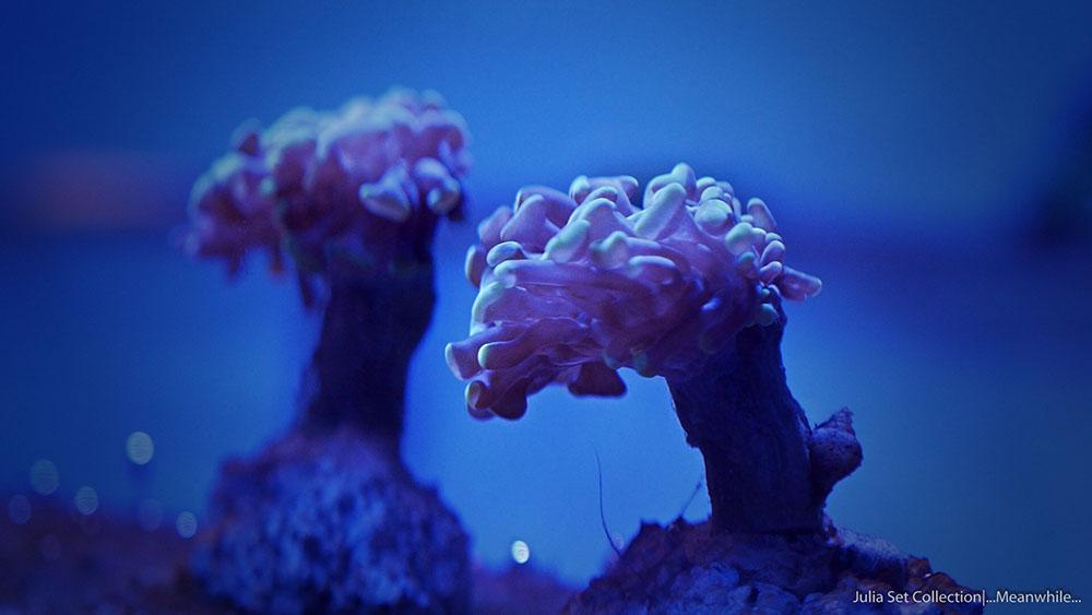 thisiscolossal's tweet photo. An Extraordinary Macro Timelapse of Aquatic Wildlife by Sandro Bocci http://t.co/sRwVOVvpBh http://t.co/kBWuzqQ04Y
