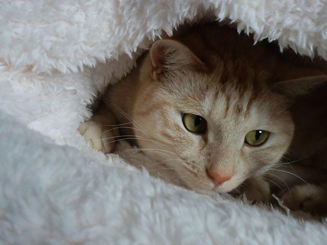 深淵をのぞく時 深淵もまたこちらをのぞいているのニャ ニーチェの名言を再現したねこが話題に トゥギャッチ