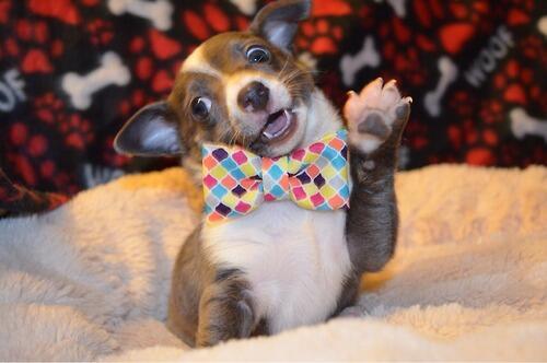 CuteAnimalsBaby's tweet photo. When you see your best friend. http://t.co/OHrNCWlqjI