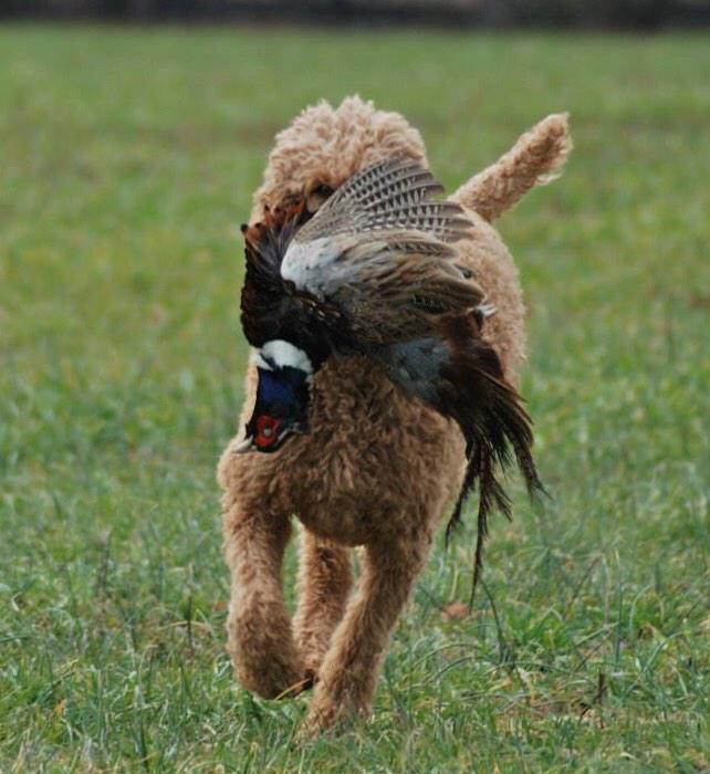 swamppoodles's tweet photo. @sportingdogtv @Realtree @pheasants4ever  Got Whiskey on YOUR truck? #Gundog #redhuntingpoodles http://t.co/M8FRY9gXZR