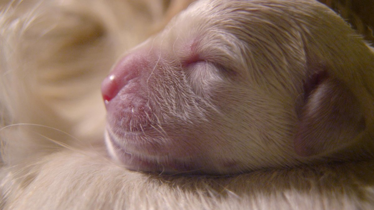 NatGeoAnimals's tweet image. Born deaf and blind, puppies are virtually helpless for the first two weeks of life #SecretLifeOfDogs 10/9c