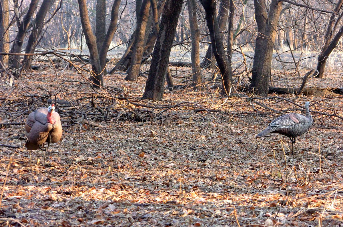 HuntAddictions's tweet image. Who's getting ready to turkey hunt this spring?! #hunting #thunderchickens

huntaddictions.com/forums/viewfor…