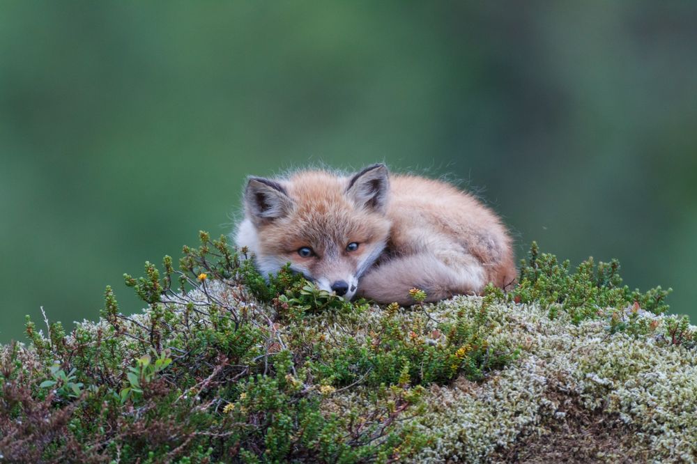 Many fox. Домашняя лиса. Фото Лисенка National Geographic. Самая красивая лиса в мире детеныш. Many Foxes.
