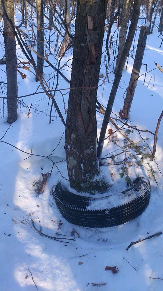 94_clarke's tweet photo. Tree meets tire #nature #awesome #nrt255 http://t.co/SSPwEBKGhO