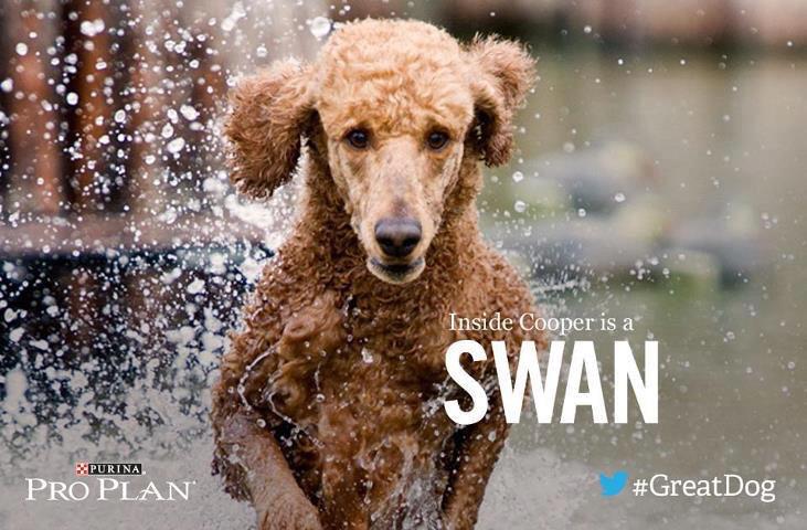 swamppoodles's tweet photo. @Purina @DuckDynastyAE @Duck_Commander @DucksFearMe   #Duckdynastycooper #Greatdog  Having #hunting withdrawals! http://t.co/VMnIJVKK2z