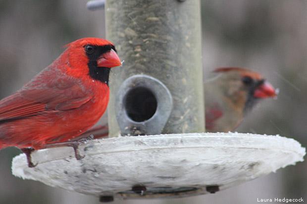 "A well-fed bird is a warmer bird, better able to withstand winter rigors." bit.ly/1DEUPtq