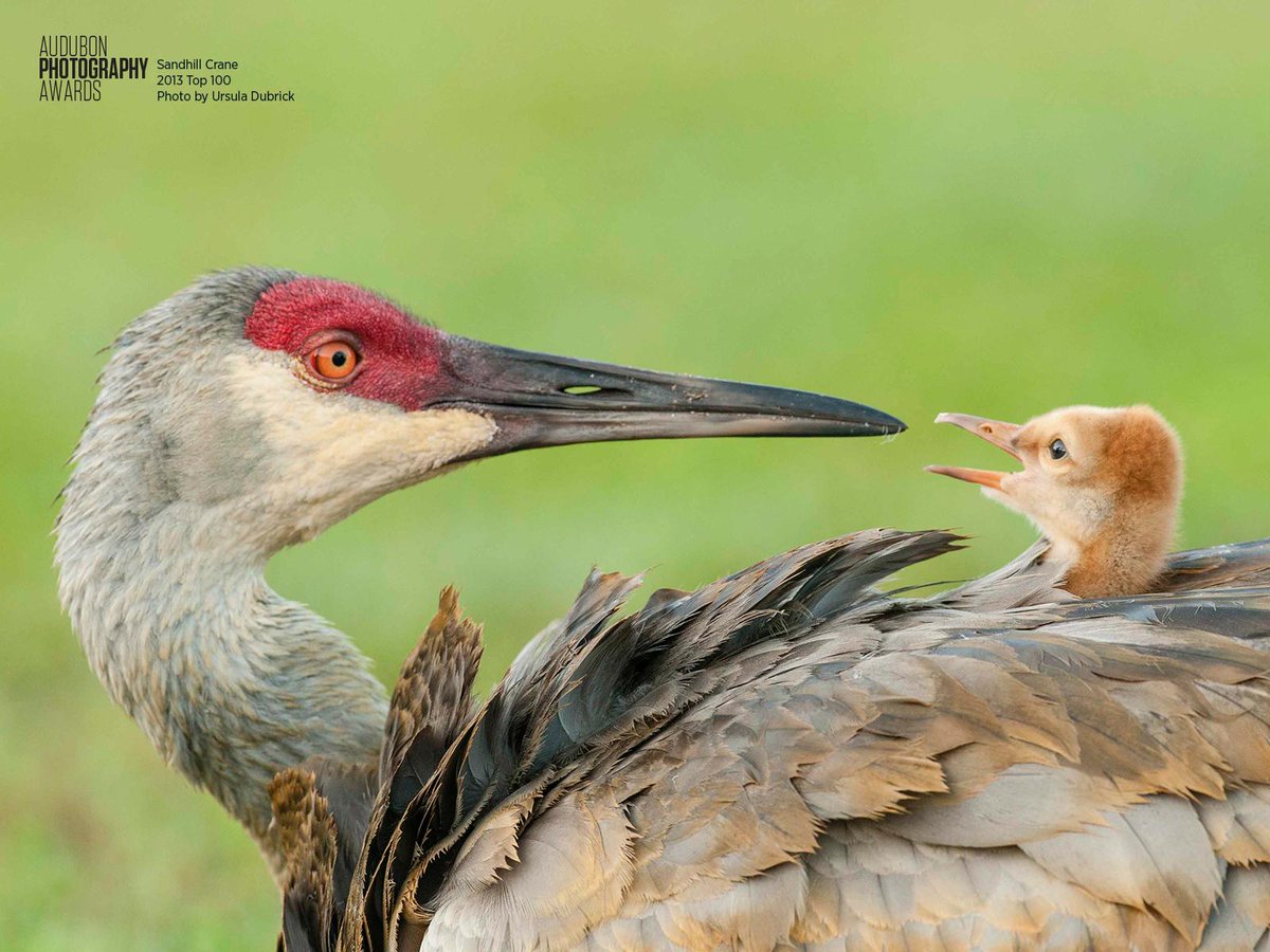 Enter the Audubon Photo Awards! You could win prizes from <a href="/ANSECHASTANET/">ANSE CHASTANET</a> <a href="/InkaterraHotels/">Inkaterra Hotels</a> ow.ly/H19Go