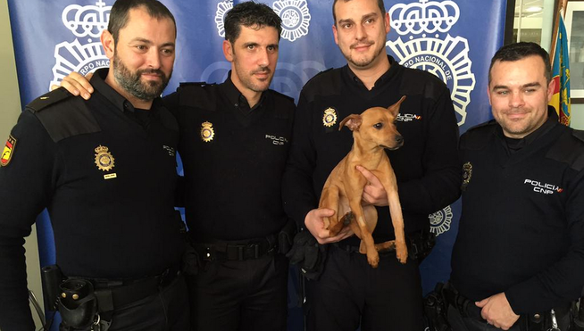 informativost5's tweet photo. La Policía rescata a un perro maltratado en Alicante y paga los costes de la operación http://t.co/Sdm9xNU5f8 http://t.co/1GDF22FSXZ