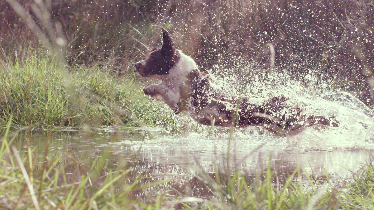 NatGeoAnimals's tweet image. With over 400 recognized dog breeds, what's your favorite? #SecretLifeOfDogs 10/9c