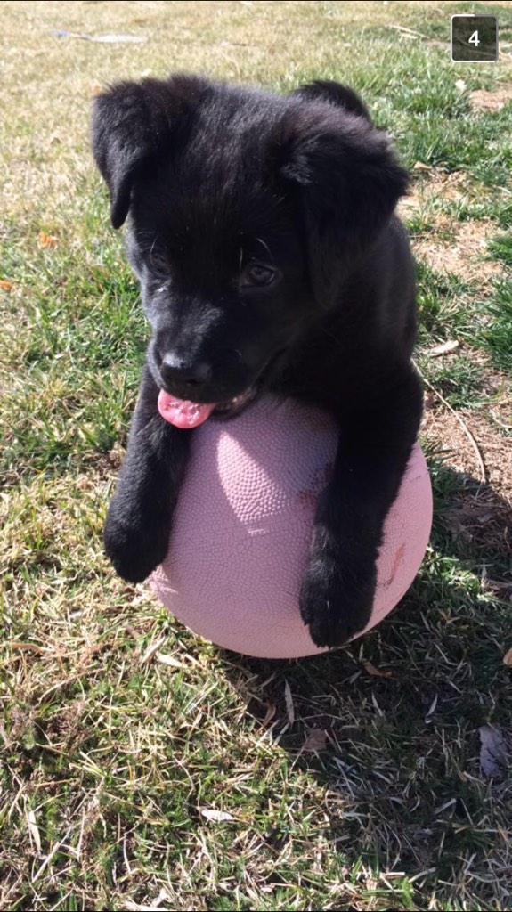 carrrwild's tweet photo. lowell sends me daily snapchats of his cute little puppy but he won't ever let me play with him😑 http://t.co/5zxznUMmMH