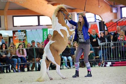 Stem op je favoriete inzending voor de Vrijheidsdressuur Challenge!