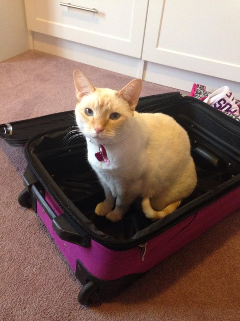sarahgraz_13's tweet photo. Looks like someone doesn't want me to leave... #anothersleepover http://t.co/KMrwu6DFdT