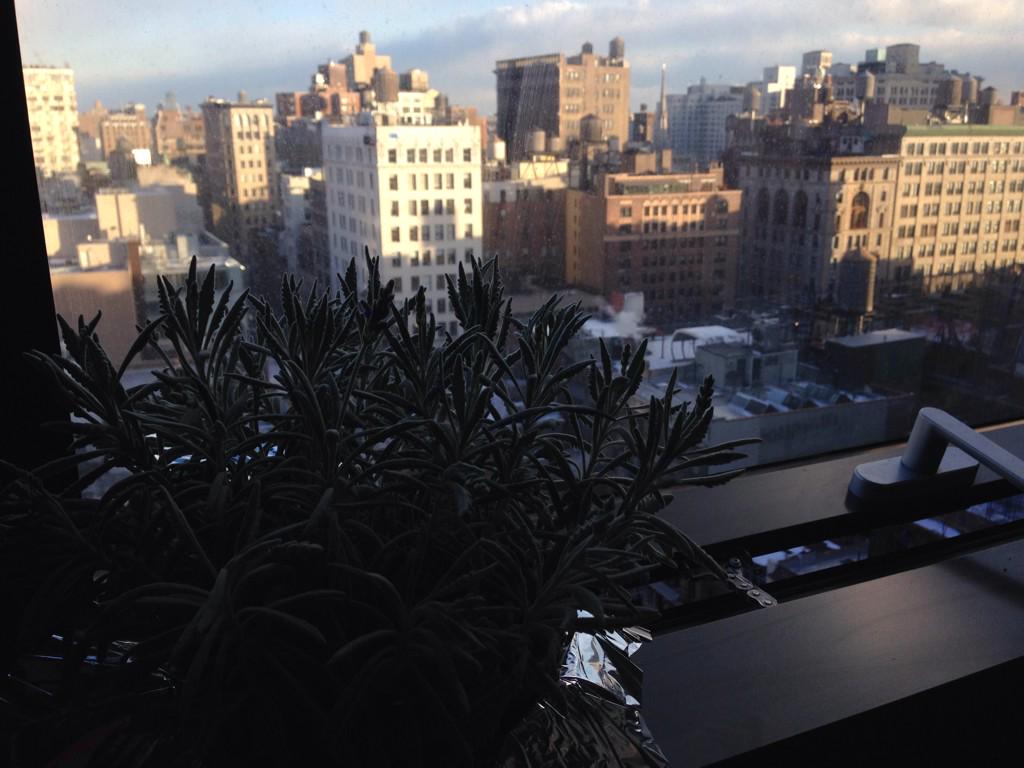 windowpix's tweet photo. #windowpix featuring my plant #lavender http://t.co/Zw1waQ3bov