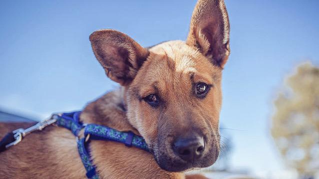 PawsCoTeam's tweet photo. Sarge is looking for his forever home. Read about him here: http://t.co/l5hjO1J99F #AdoptDog #puppy #COadopt http://t.co/fDHkJFfVbG
