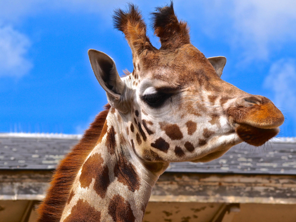 mjdwarner's tweet photo. I've Got My Eye on You, by Grant Shepherd / 500px  #giraffe #animals #cute #adorable #funny #humor #Africa #savannah http://t.co/g9GUaTXYaV
